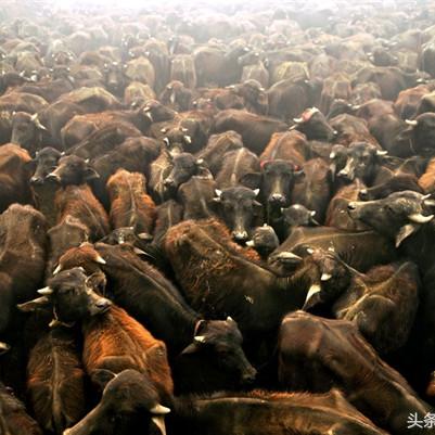 《孤岛惊魂4》尼泊尔神秘献祭！惊悚视频揭秘！