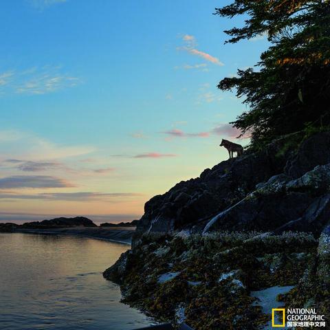 《超自然行动组》大熊捕捉攻略：高效捕获技巧揭秘