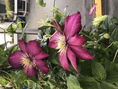 《鸣潮》刺玫菇高效攻略：轻松掌握战斗技巧