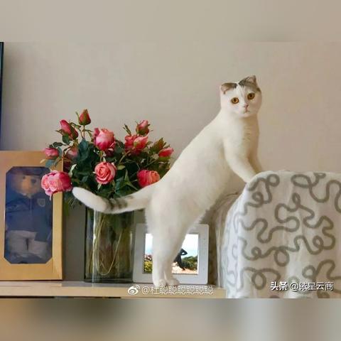 《猫咪都市探险记：揭秘小猫咪大城市的魅力》