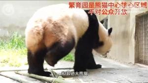 《神秘猫科守护宝藏：揭秘《宣誓》护裆藏宝图位置》