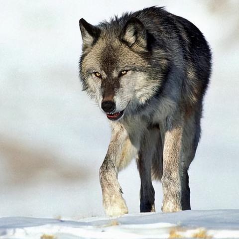 《饿狼传说群狼之城》SCS2025第十周精彩瞬间大盘点