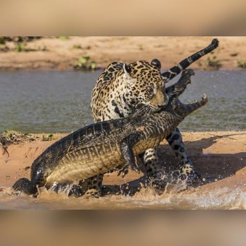 《怪物猎人荒野》雪狮子藏身之地揭秘