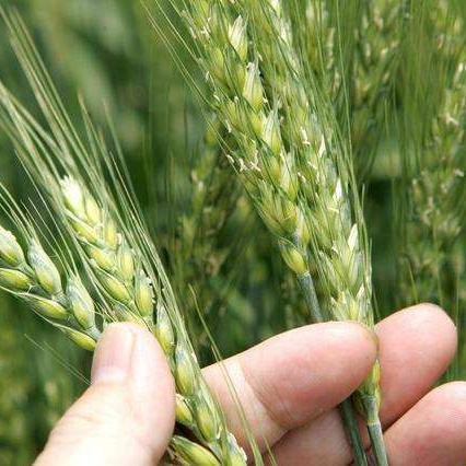 《逆境求生》攻略：深度解析操作界面与求生合成技巧揭秘