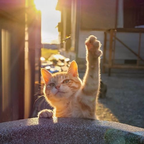 《动物森友会》海量Code码大公开：刘海、眉毛表情轻松get！