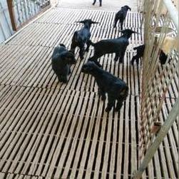 羊了个羊第二关通关秘籍：掌握这些技巧，轻松解锁高分攻略！