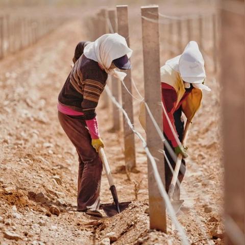 《沙石镇时光》全新战斗系统3月12日震撼上线！