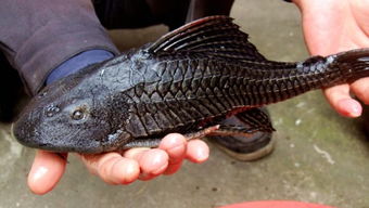 《大神》鱼类捕捉攻略：各区域最佳捕捞时间与售价揭秘