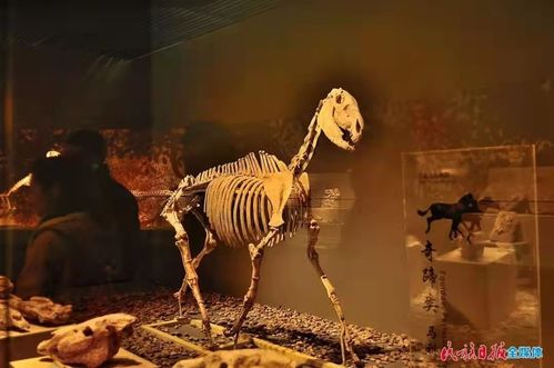 《动物森友会》化石收藏攻略：揭秘固定化石位置绝招