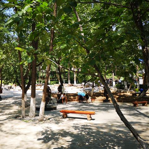 《森林之子》武器装备速成攻略：高效收集秘籍大揭秘