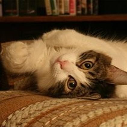 《迷失》猫咪密码破解大揭秘！破解攻略全收录