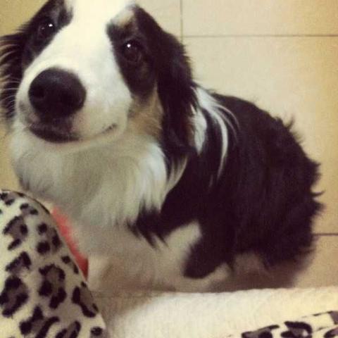 智商下降之谜,游戏玩家警惕！人类智力下滑真相揭秘