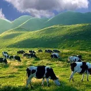 探索《最远的边陲》独特布局：揭秘长方形居住区新玩法