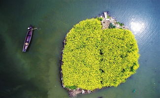 舒舒服服小岛时光：解锁种植巨无霸花菜秘籍，古老知识成就攻略大揭秘