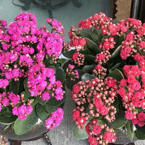 《植物大战僵尸》无微交易，全新重植版震撼来袭！