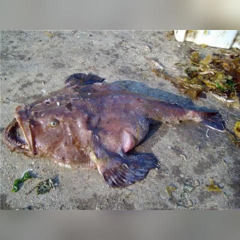 《宝可梦传说Z-A》大嘴蛙闪光点揭秘：独家刷新攻略助力玩家升级