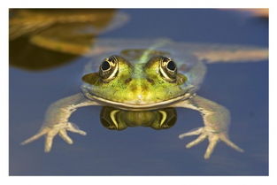 《绝对魔权》探秘攻略：揭秘青蛙幼崽隐藏位置，新手必看技巧！