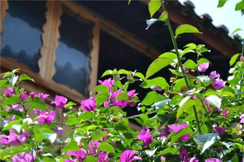 羊蹄山之魂花径攻略：高效获取花径秘籍大揭秘