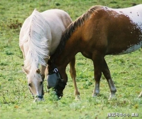 羊蹄山马种揭秘：独特命名技巧助你驾驭神驹