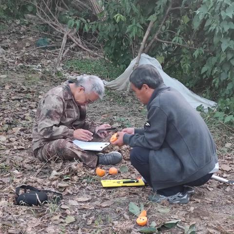 《空洞骑士丝之歌》猎人日志解锁攻略：揭秘敌人图鉴快速解锁技巧