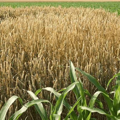 夏日丰收必备！《牧场物语风之繁华集市》夏季农作物盘点，解锁种植新技能