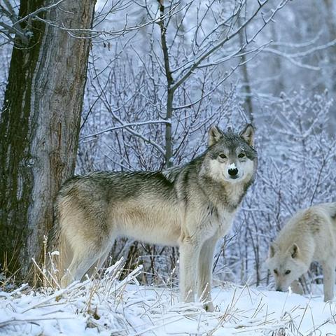 《饿狼传说》新手连招攻略：掌握群狼之城战斗精髓，轻松上分！