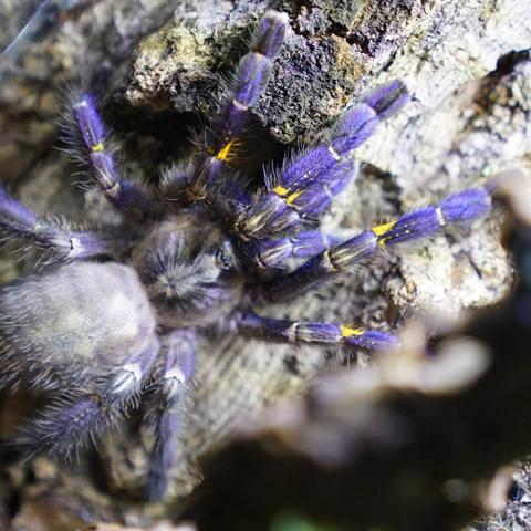 《浣熊推币机》高效攻略：轻松获取难点硬币，腐烂玉米粒收集技巧大揭秘