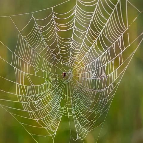 《超自然行动组》蜘蛛攻略：高效应对与捕捉技巧揭秘