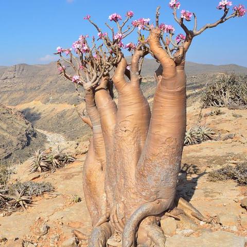《红色沙漠》28分钟实机演示：挑战三大全新BOSS，体验极致战斗快感