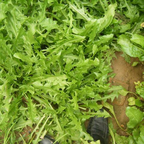 《植物大战僵尸》V1.2首日补丁揭秘：全新内容抢先看，体验升级！