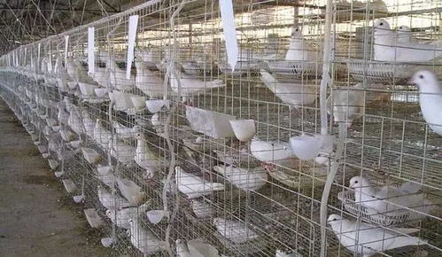 《血肉交换》动作肉鸽抢先体验开启！独家试玩体验不容错过