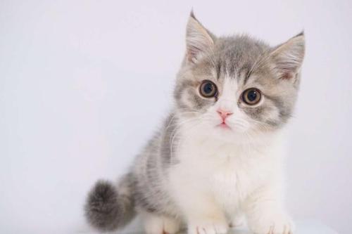 《猫猫钓游记》背包攻略：深度解析全新背包系统，解锁宝藏技巧