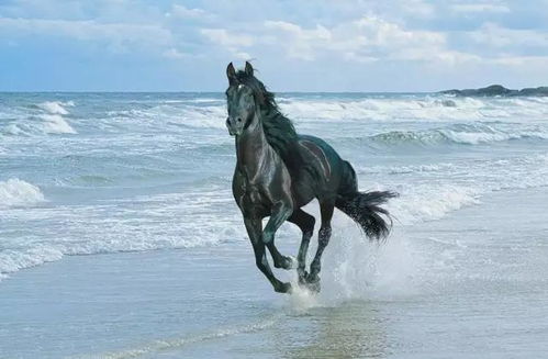 《四海兄弟故乡》全马匹获取攻略：揭秘高效马匹收集技巧