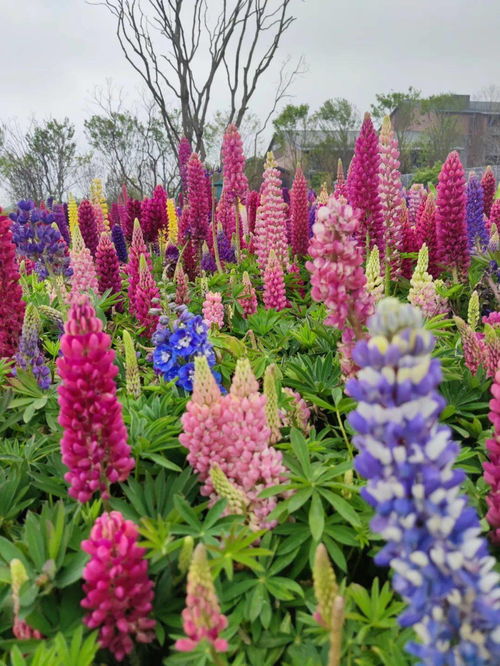 《原神》流彩追踪攻略揭秘：解锁紫色颜料技巧全解析