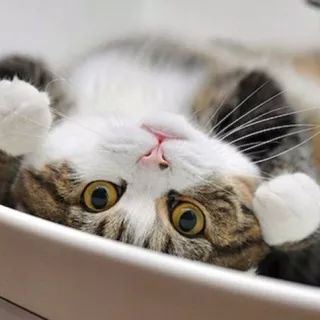 《电子猫咪宠物》Switch版4月上市，独家揭秘萌宠养成新潮流