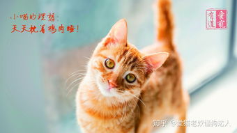 《幽灵线：东京》独家揭秘！撸猫系统解锁，洞察猫咪内心世界！