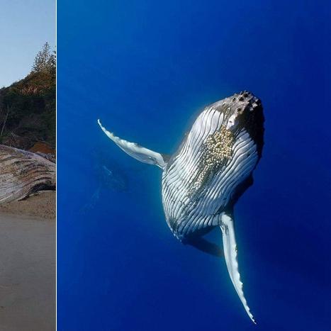 《死亡搁浅2》独行指挥官无BT路线攻略揭秘！