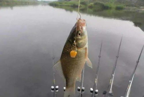 《CastnChill》钓鱼达人必看：全鱼类钓点秘籍大公开