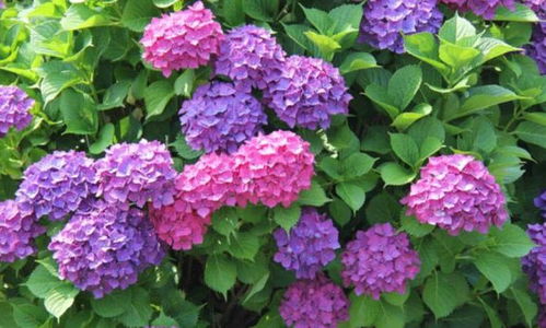 《剑星》绣球花服装攻略：轻松解锁独特绣球花获取技巧