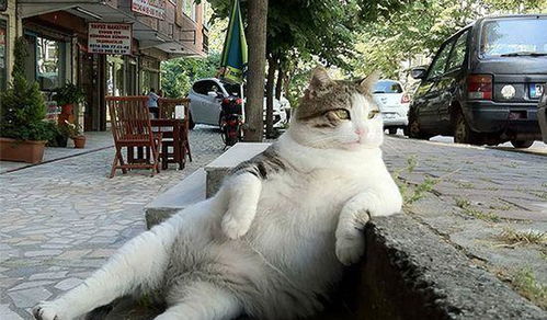 《剑星》猫咪展攻略：独家揭秘拍照圣地，解锁猫咪摄影新境界