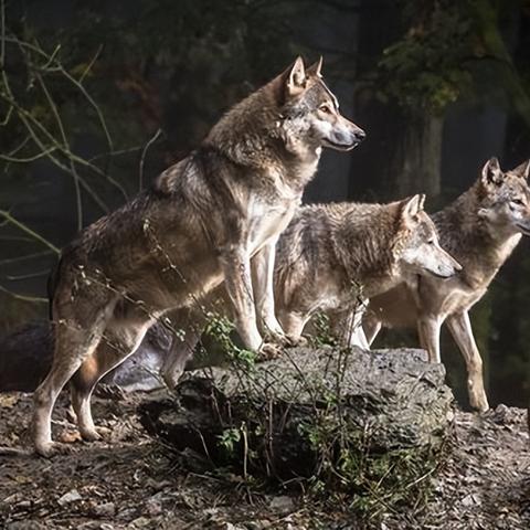 《饿狼传说》群狼之城RPG模式CG大揭秘：独家攻略解析！