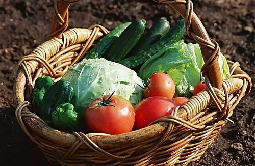 农作物快速生长必备：揭秘《幻想生活i》高效培育法则