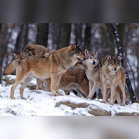 《饿狼传说》群狼之城起身攻略：破解对手起身技巧揭秘