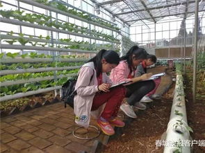 《橄榄镇》新演示曝光！探索农场新篇章，体验丰收喜悦