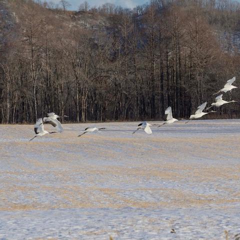 《展翅翱翔》卡牌游戏史无前例直降，仅需54元畅玩鸟界策略盛宴