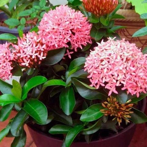 园艺技能速成攻略：揭秘高效提升新秘籍