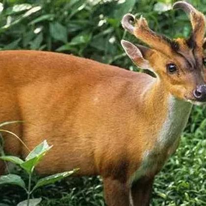 荒野陷阱解析：揭秘《怪物猎人》狩猎新策略