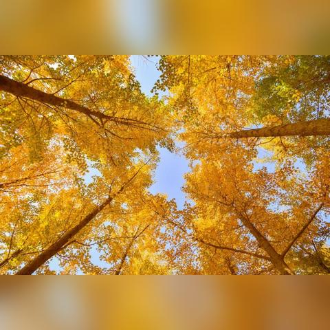 《刺客信条影》藏蝶人任务全攻略：纸蝶分布揭秘