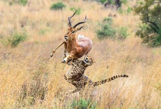 荒野足迹蜥蜴捕捉攻略，一网打尽捕获技巧揭秘