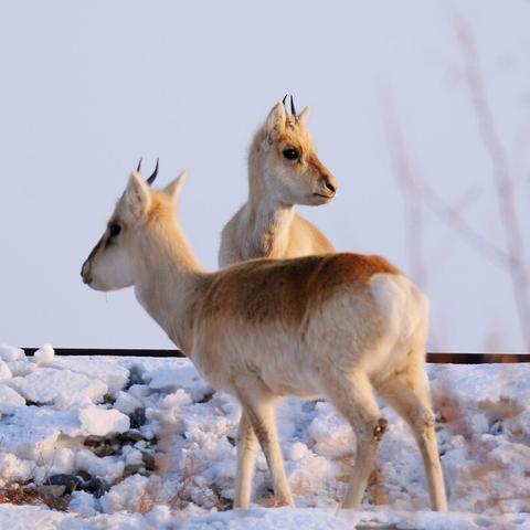 《怪物猎人荒野》新怪揭秘：数量大增，新旧对比解析